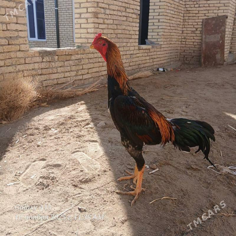 juje - Дянев - img 6