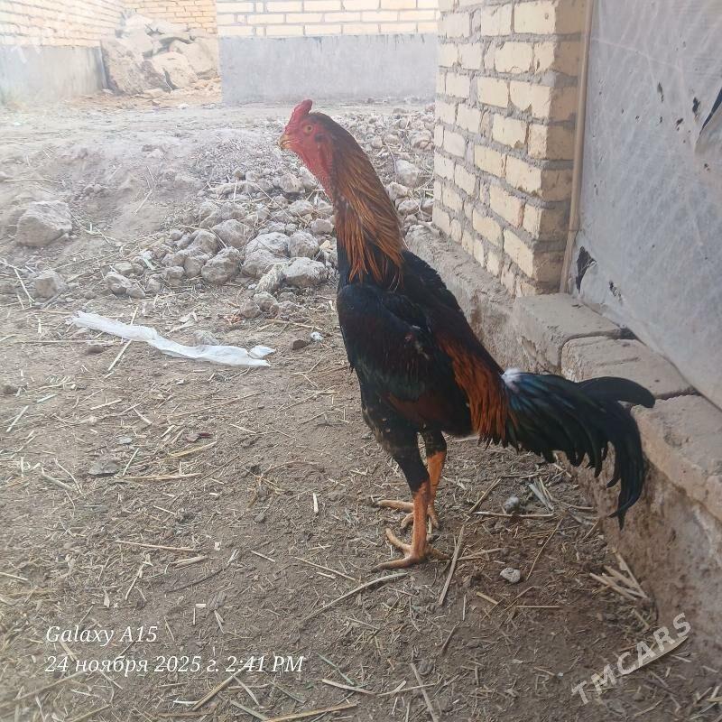 juje - Дянев - img 8