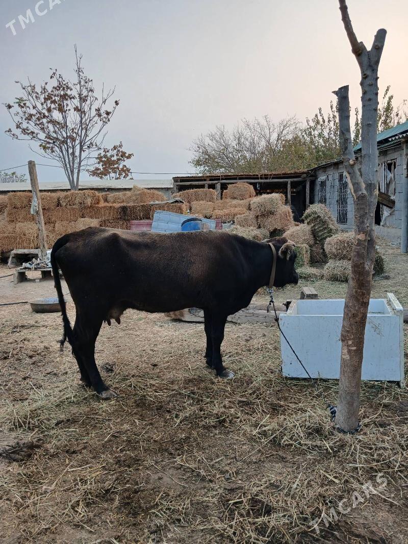 Sygyr - Гёкдепе - img 2