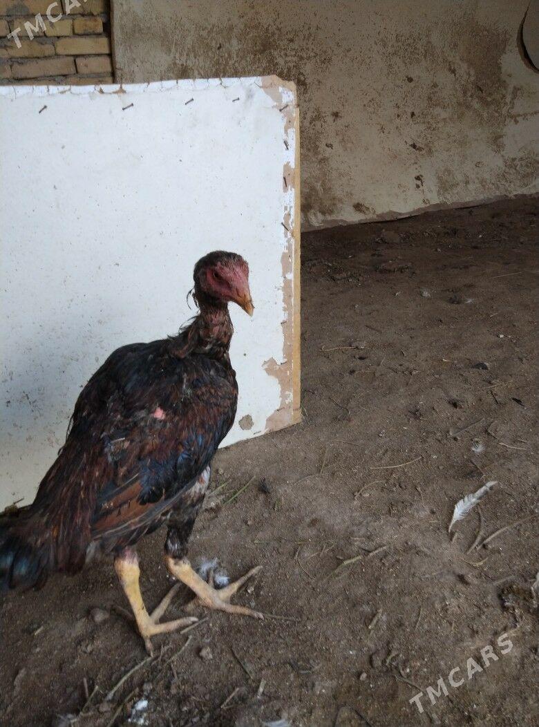 bayysok horaz - Туркменабат - img 4