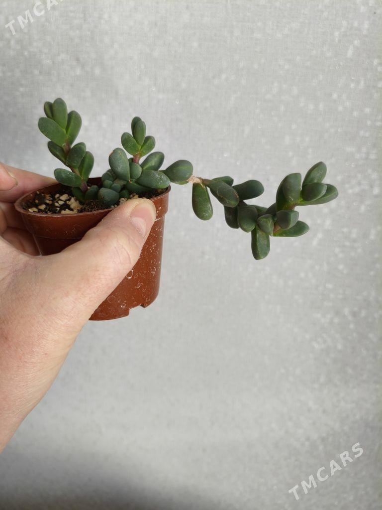 комнатные растения - Parahat 7 - img 2