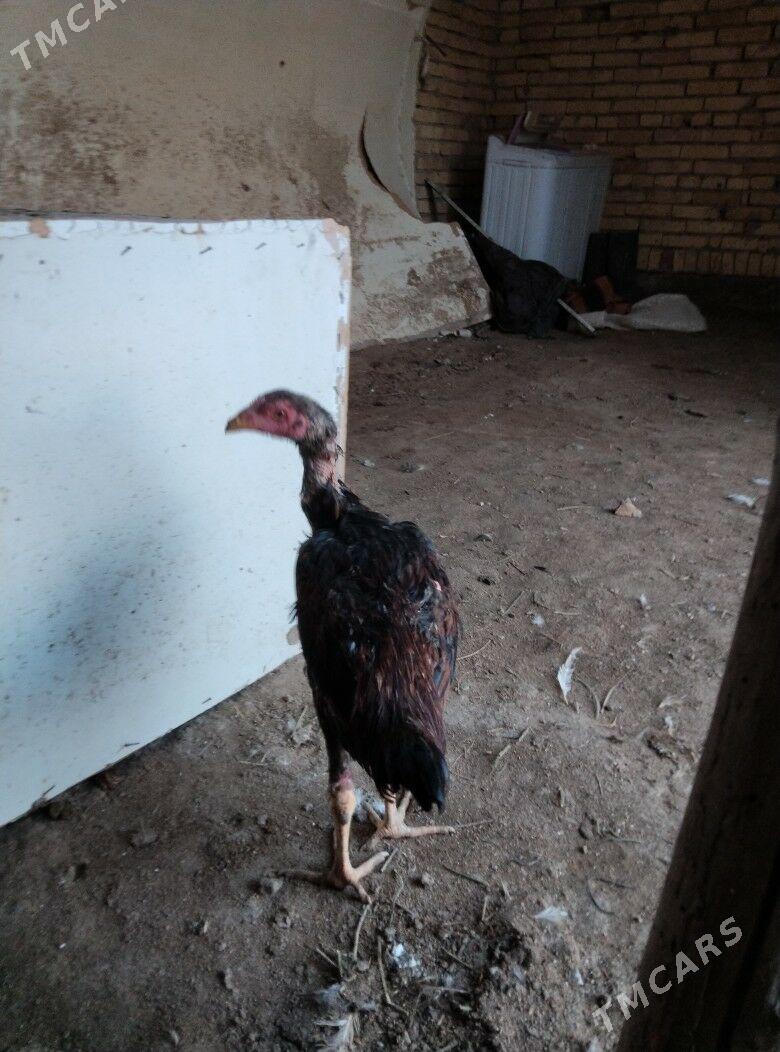 bayysok horaz - Туркменабат - img 2