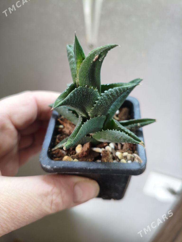 комнатные растения - Parahat 7 - img 4