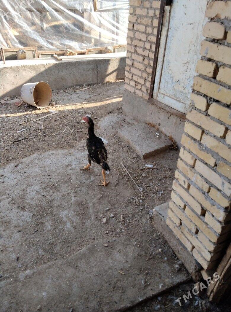 bayysok horaz - Туркменабат - img 3