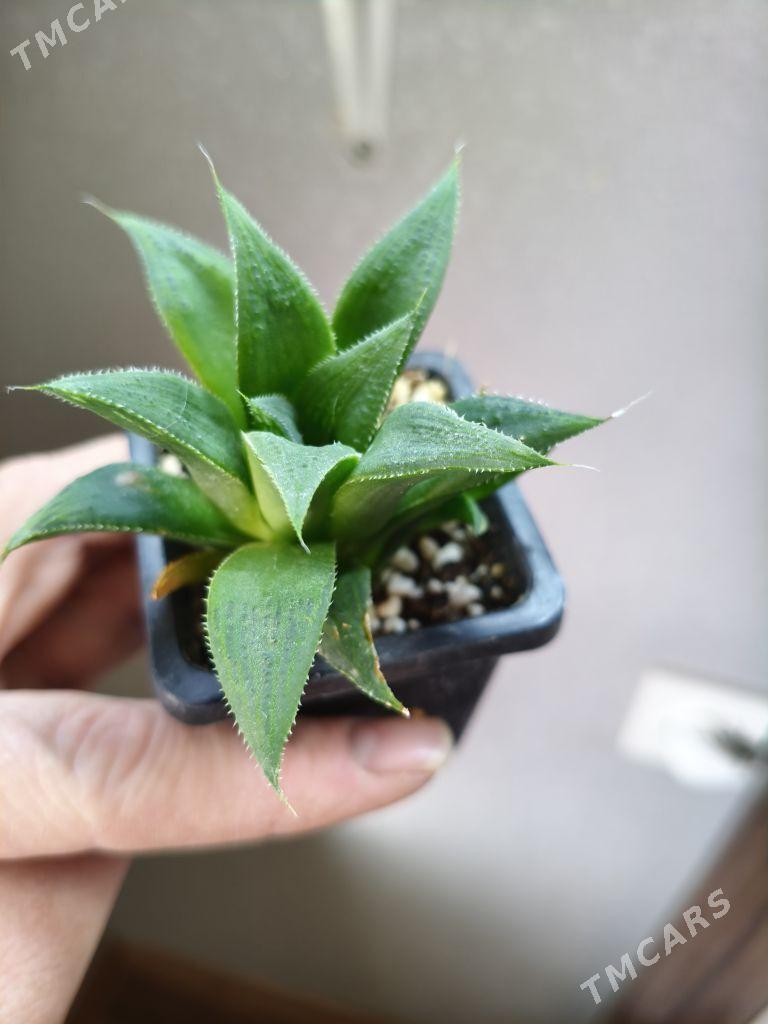 комнатные растения - Parahat 7 - img 6