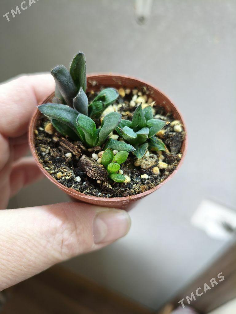 комнатные растения - Parahat 7 - img 3