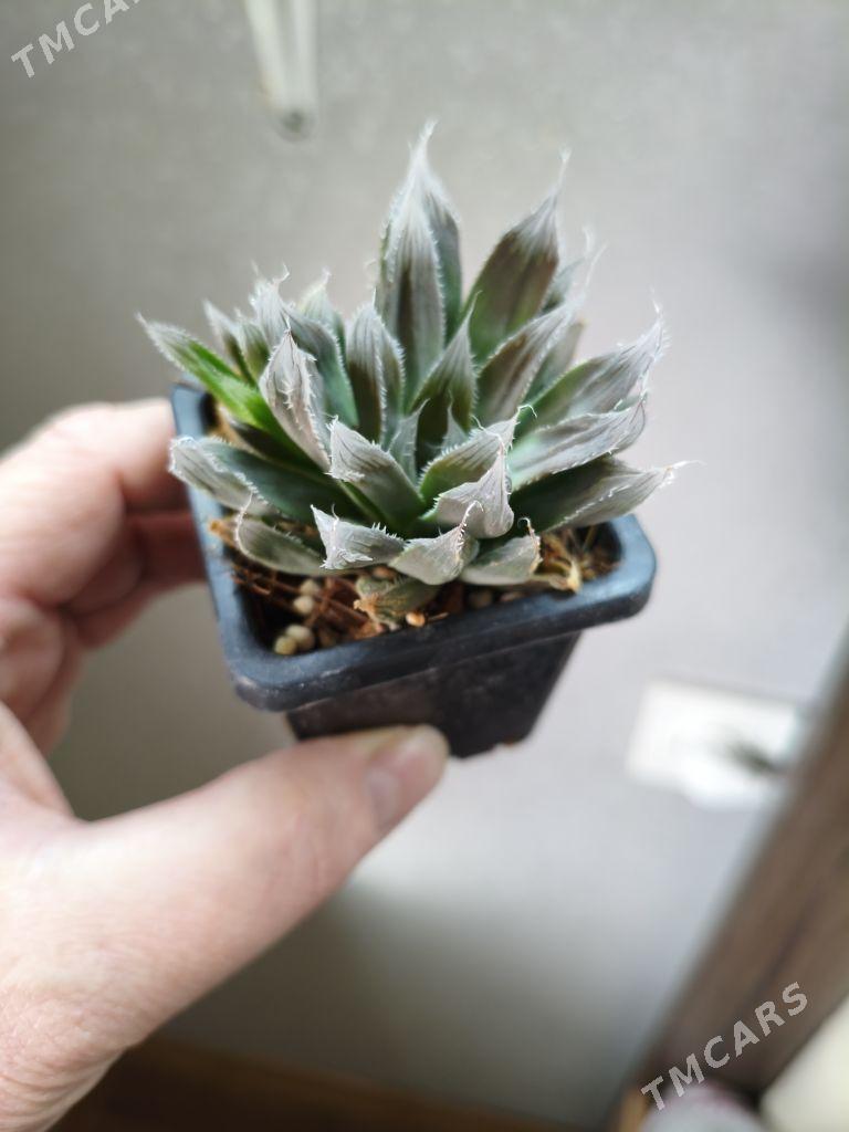 комнатные растения - Parahat 7 - img 5