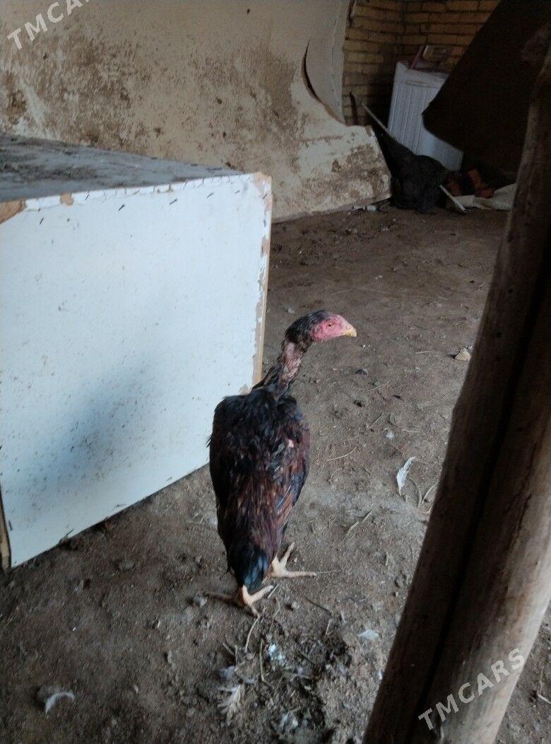 bayysok horaz - Туркменабат - img 6