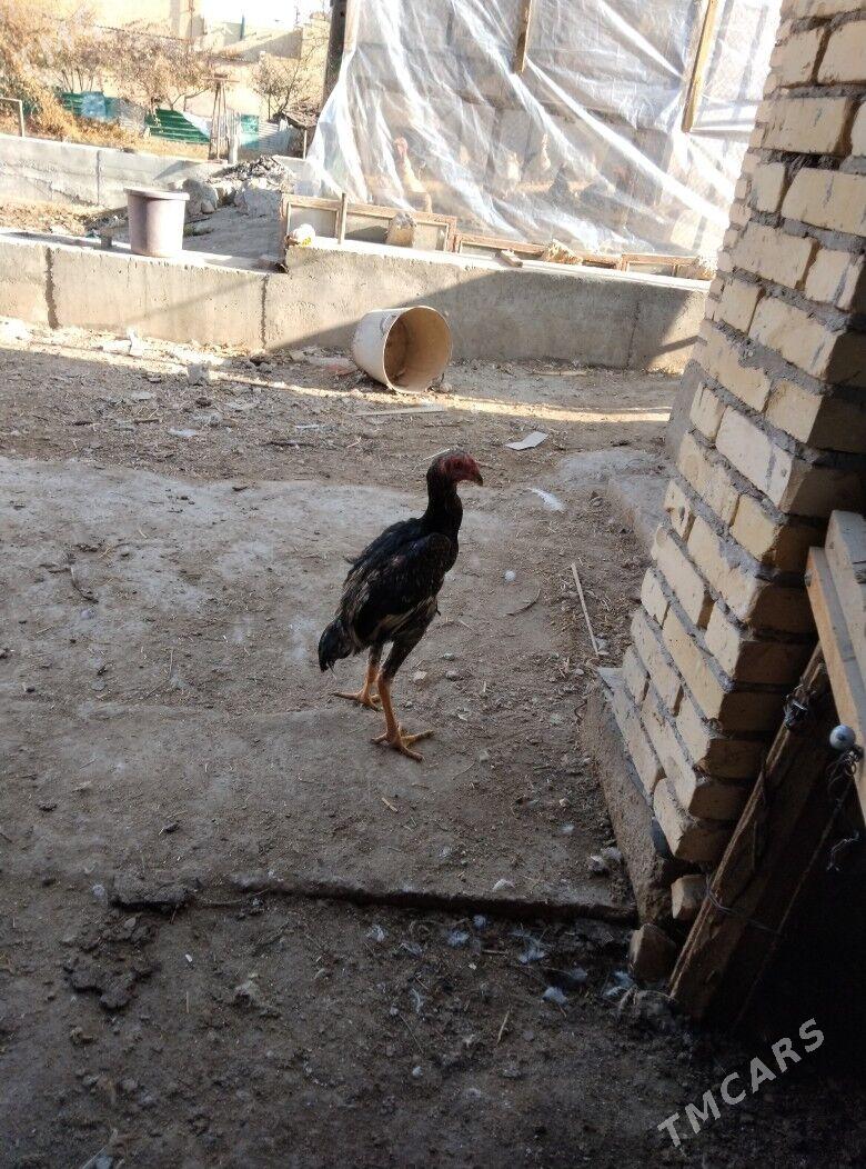 bayysok horaz - Туркменабат - img 5