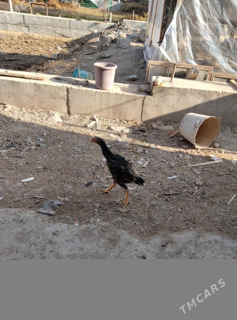 bayysok horaz - Туркменабат - img 1