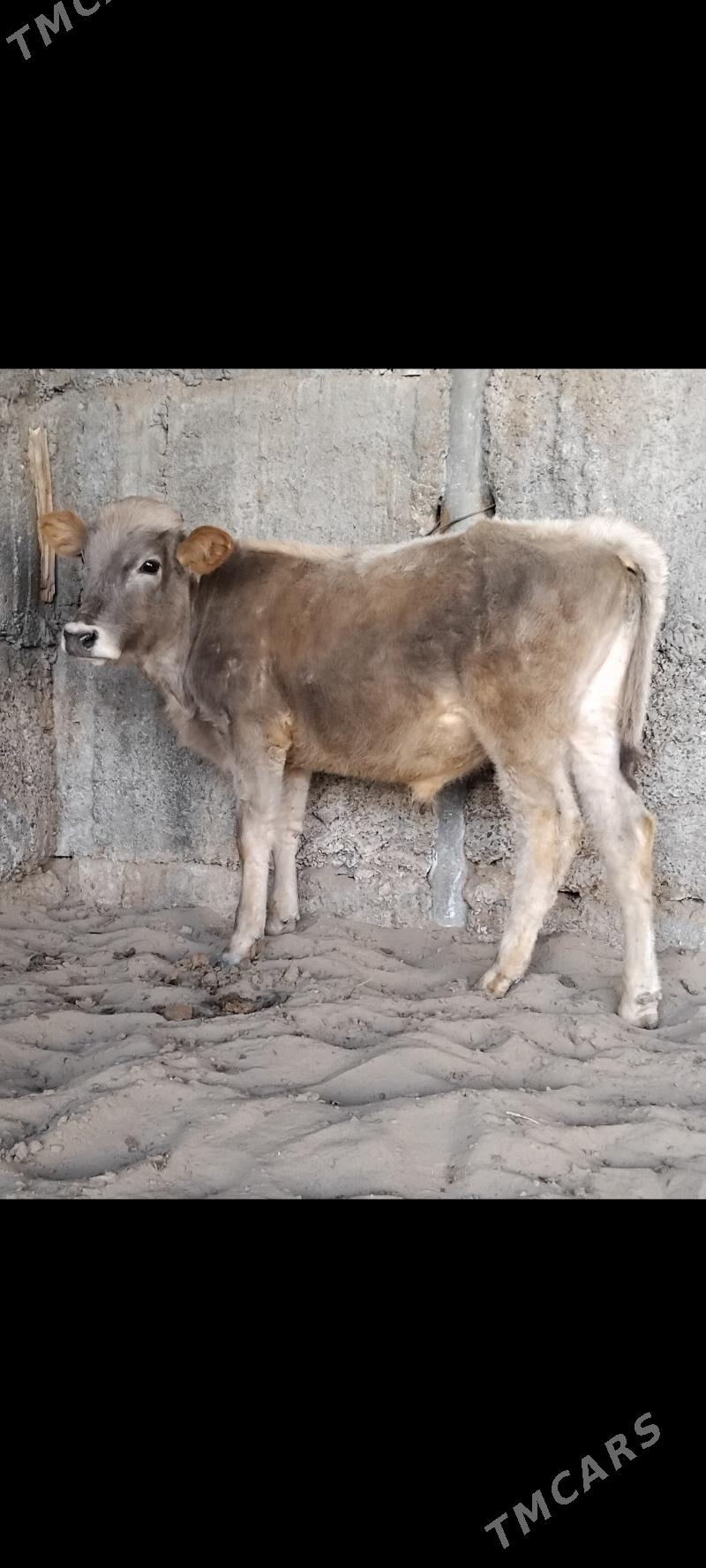 2.Okuz - Büzmeýin - img 1