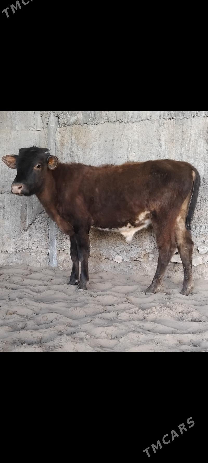 2.Okuz - Büzmeýin - img 3