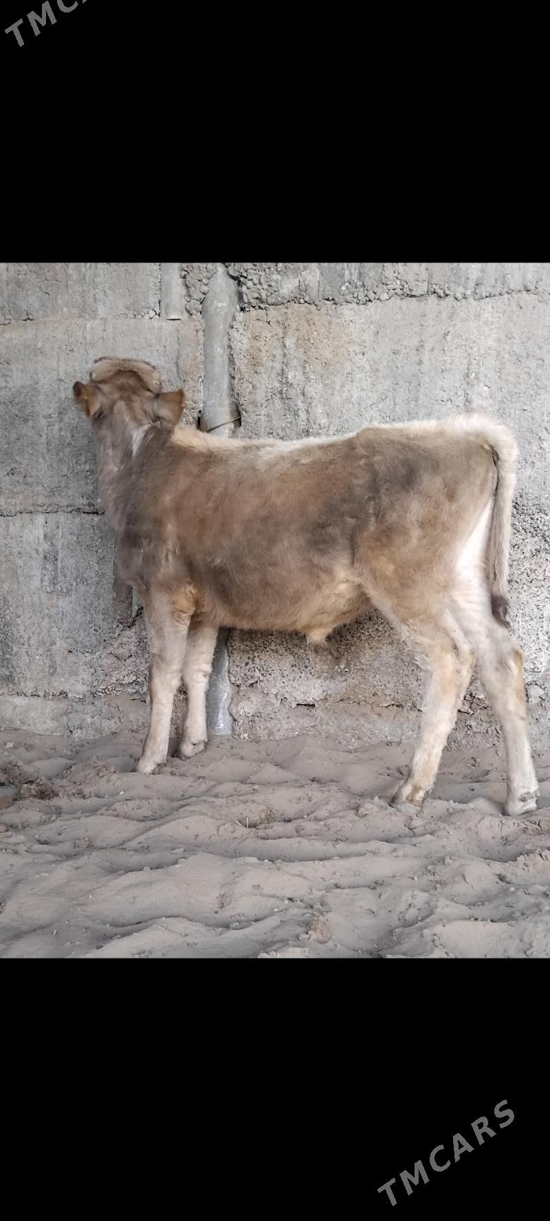 2.Okuz - Büzmeýin - img 2