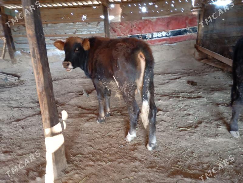 okuz - Гызыларбат - img 2