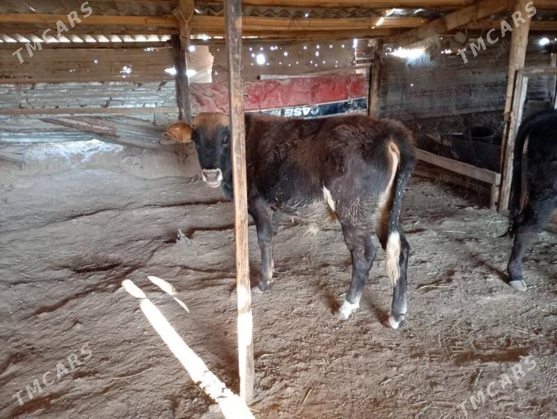 okuz - Гызыларбат - img 3