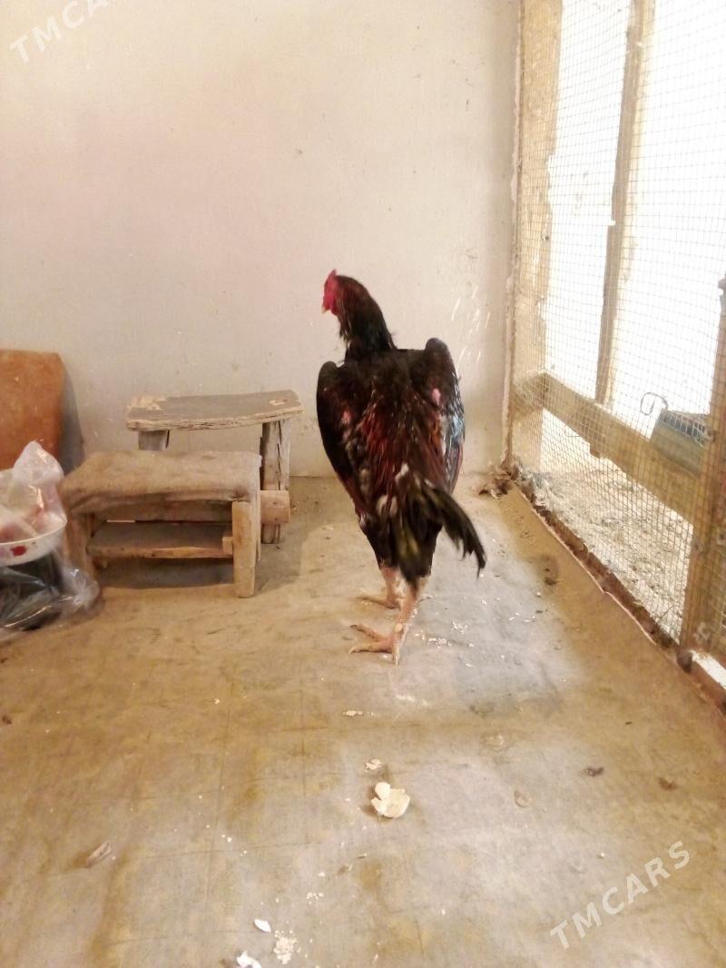 Horaz - Türkmenabat - img 3