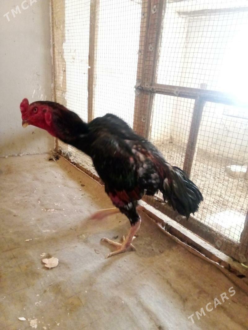 Horaz - Türkmenabat - img 4