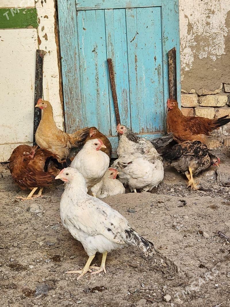 juyje - Хитровка - img 4