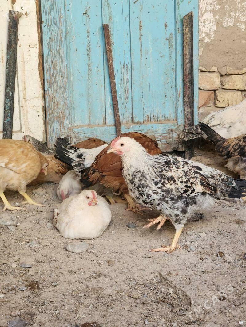 juyje - Хитровка - img 2