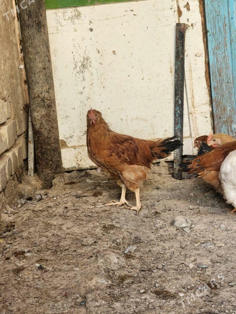 juyje - Хитровка - img 3