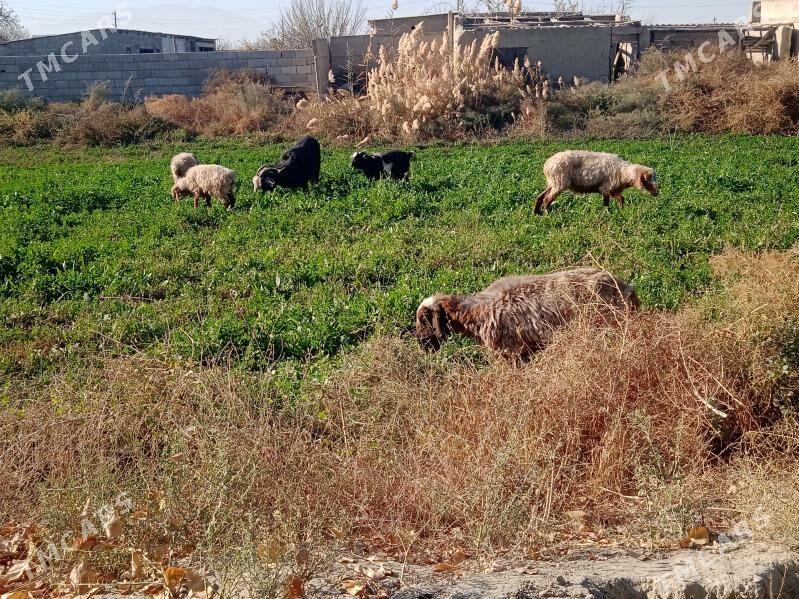 tokly - Бахарден - img 3