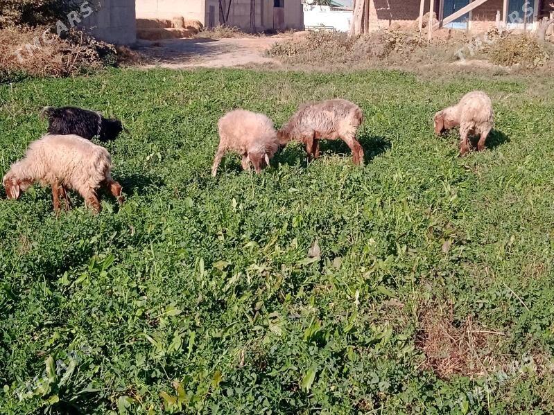 tokly - Бахарден - img 2