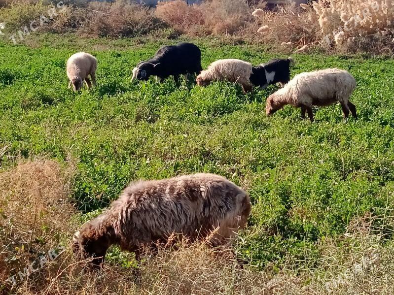 tokly - Бахарден - img 4