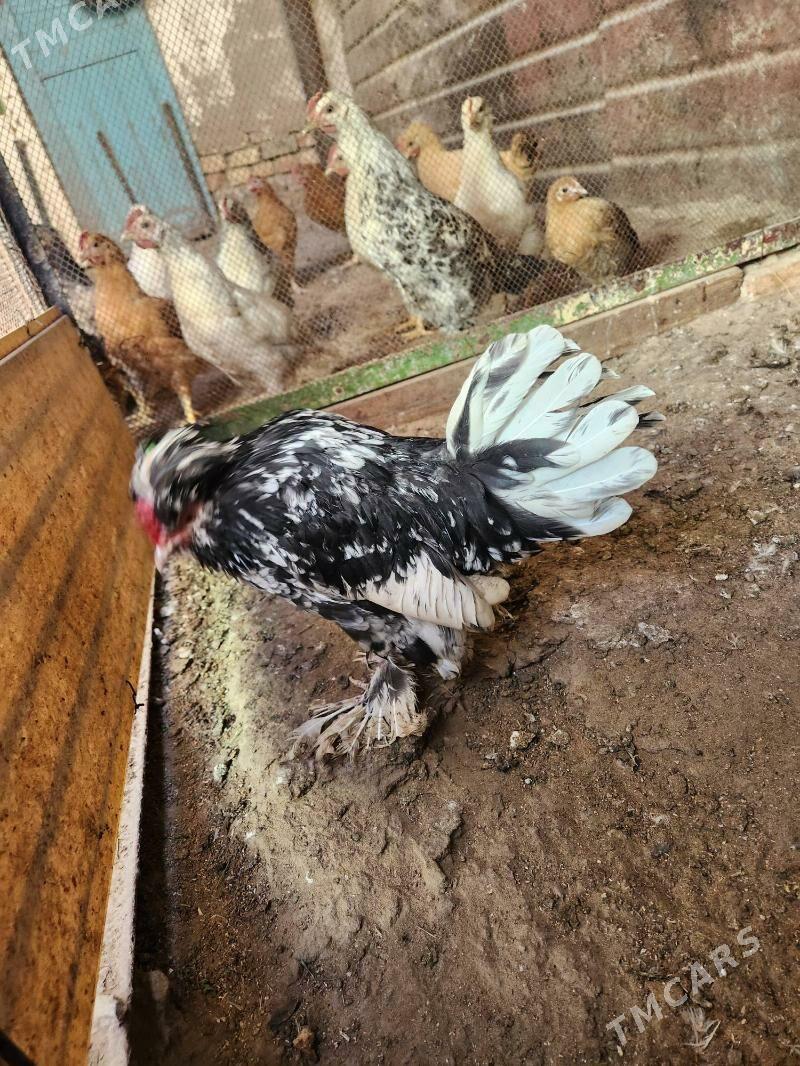 karlik - Хитровка - img 2