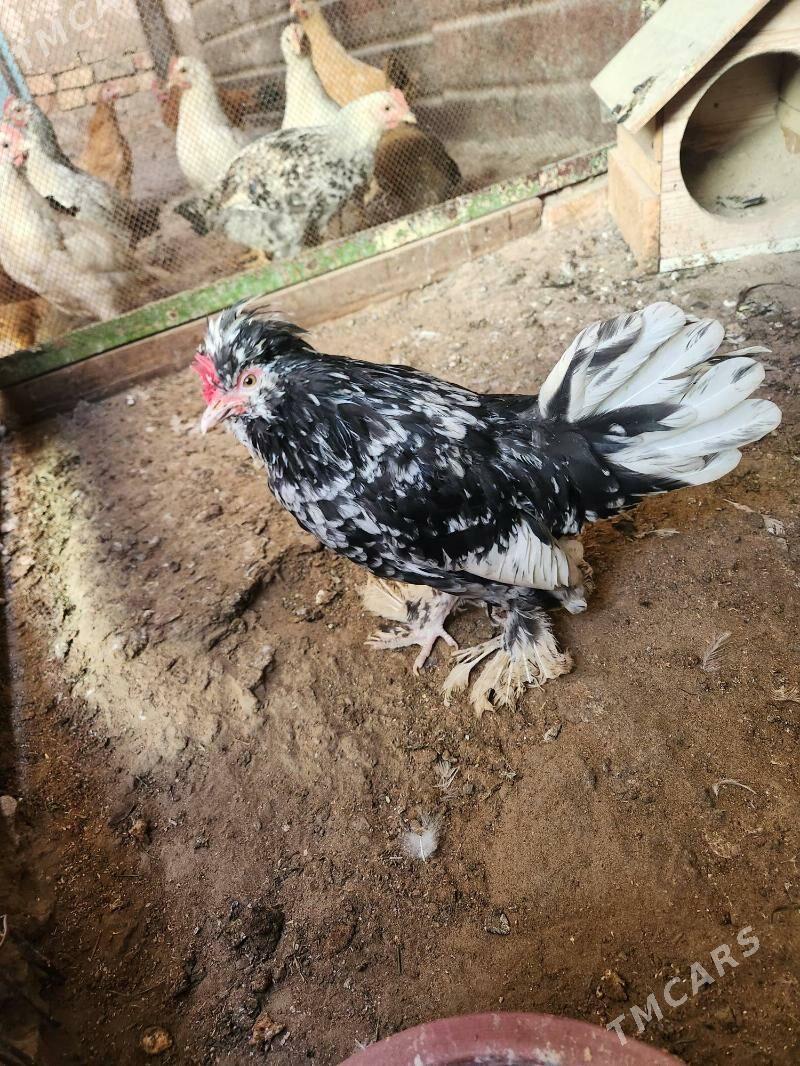 karlik - Хитровка - img 4