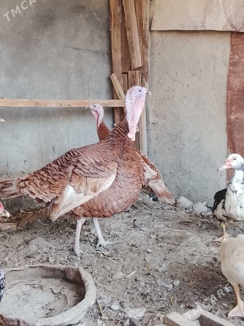 овган. индук - Änew - img 5