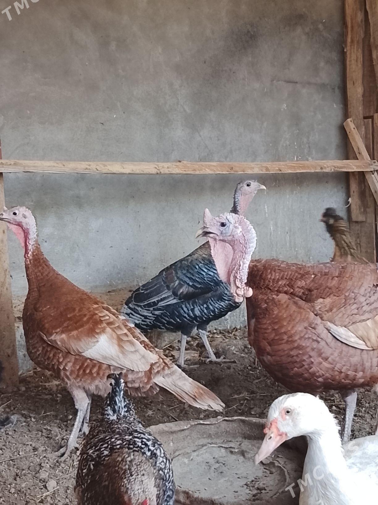 овган. индук - Änew - img 3