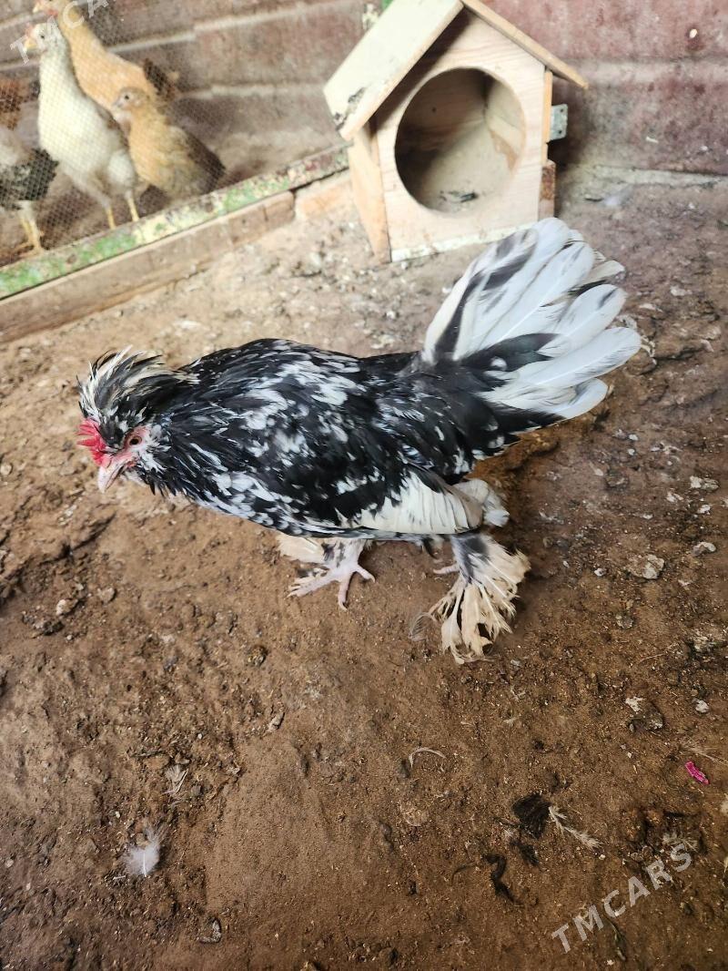 karlik - Хитровка - img 3