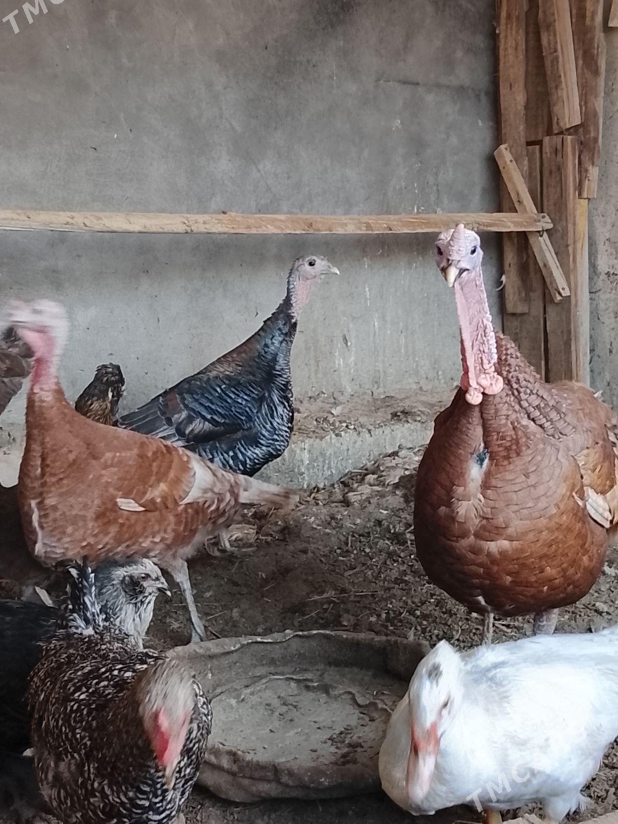 овган. индук - Änew - img 4