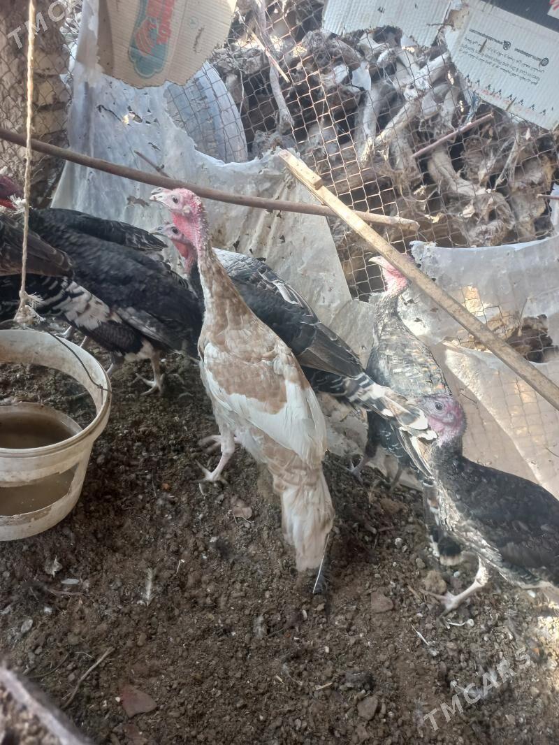 induk - Mary - img 4