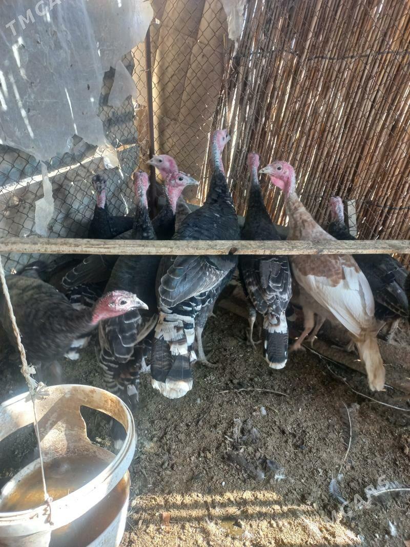 induk - Mary - img 2