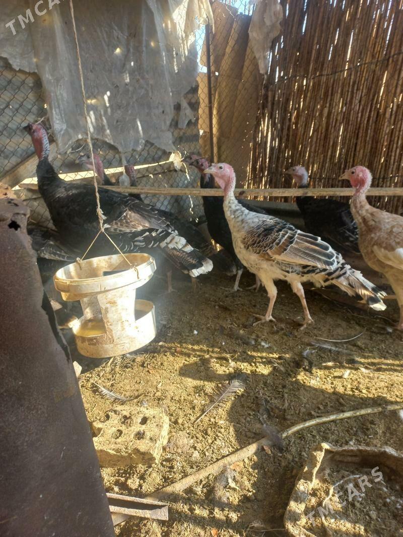 induk - Mary - img 3