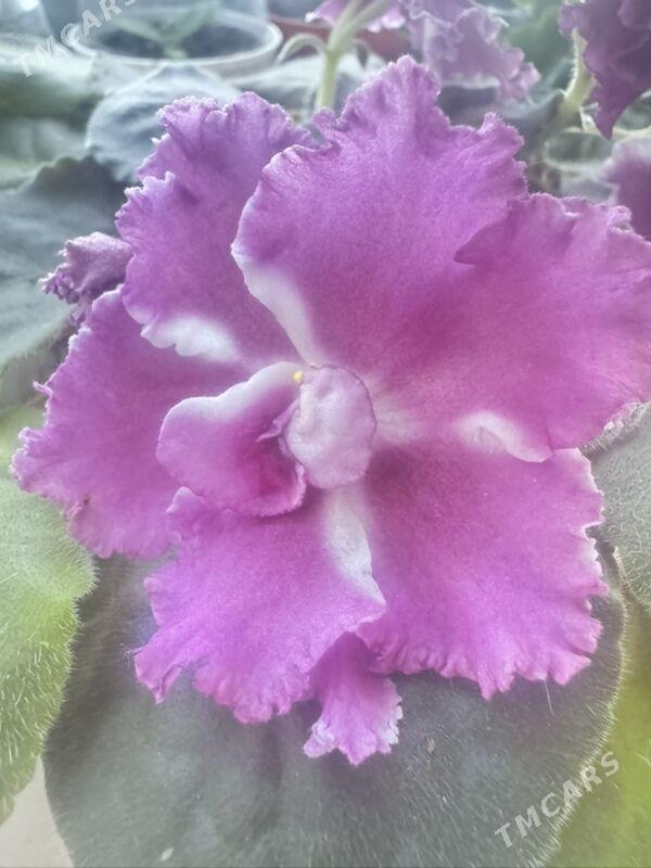 фиалки - Ашхабад - img 3