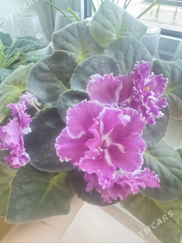 фиалки - Ашхабад - img 4