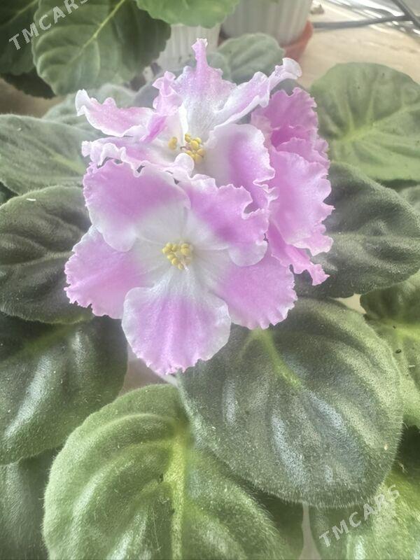 фиалки - Ашхабад - img 6