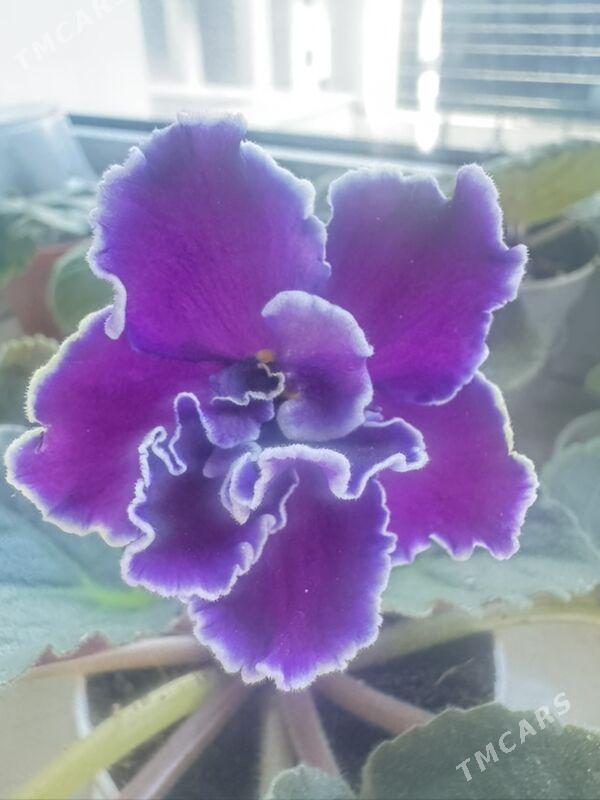 фиалки - Ашхабад - img 2