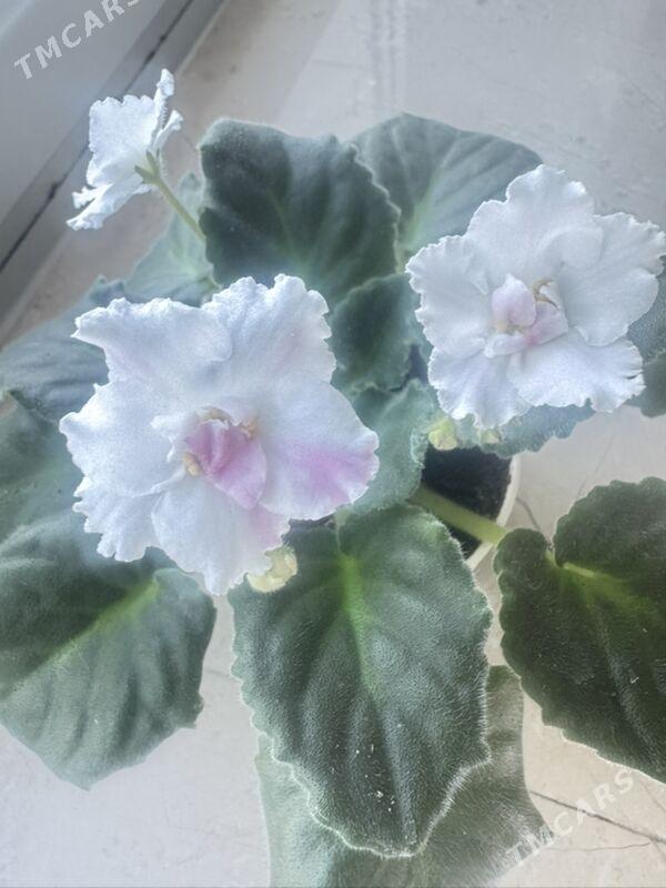 фиалки - Ашхабад - img 5