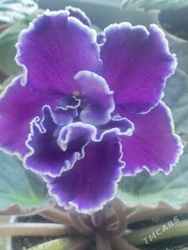 фиалки - Ашхабад - img 1