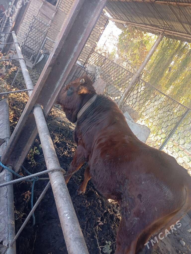 окуз - Türkmenabat - img 2