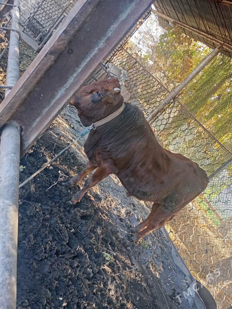 окуз - Türkmenabat - img 3