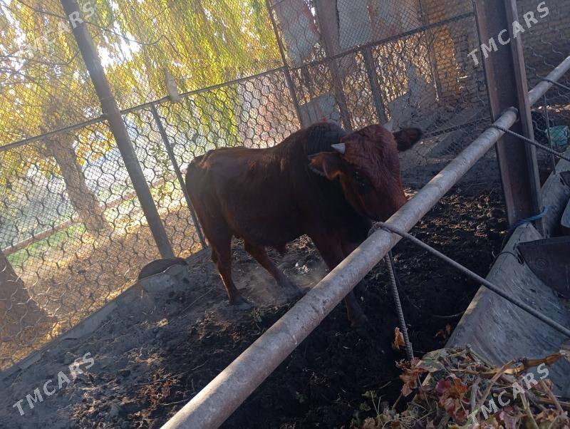 окуз - Türkmenabat - img 4