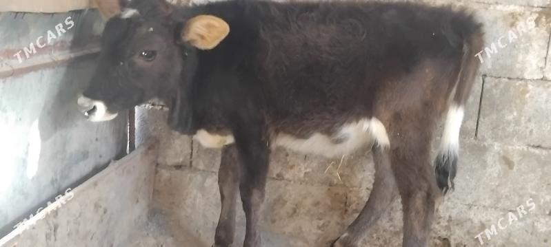 Gole tuwe gibrit - Gurtly - img 4