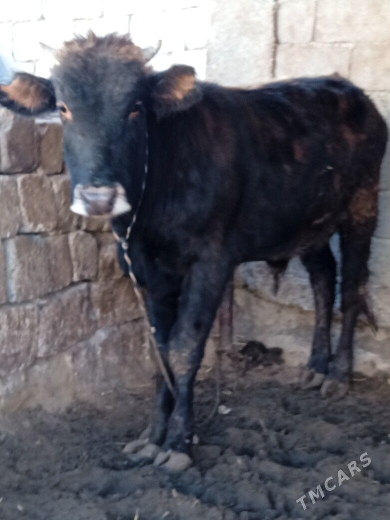 ôkûz - Чоганлы - img 3