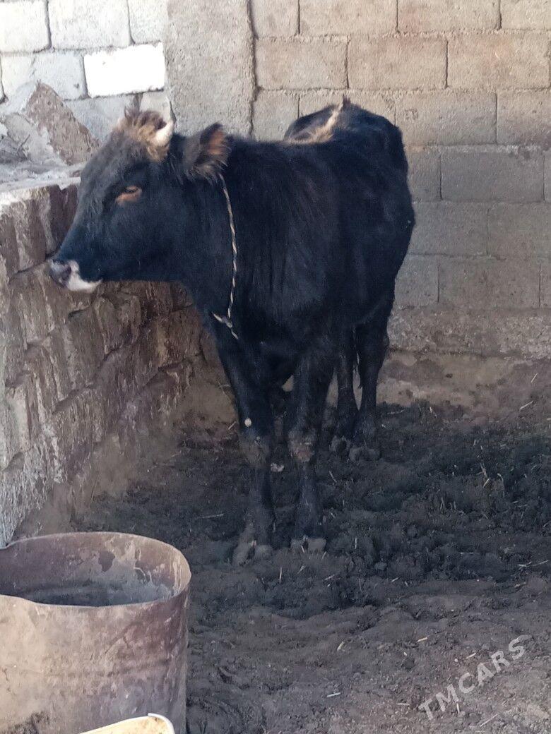 ôkûz - Чоганлы - img 2