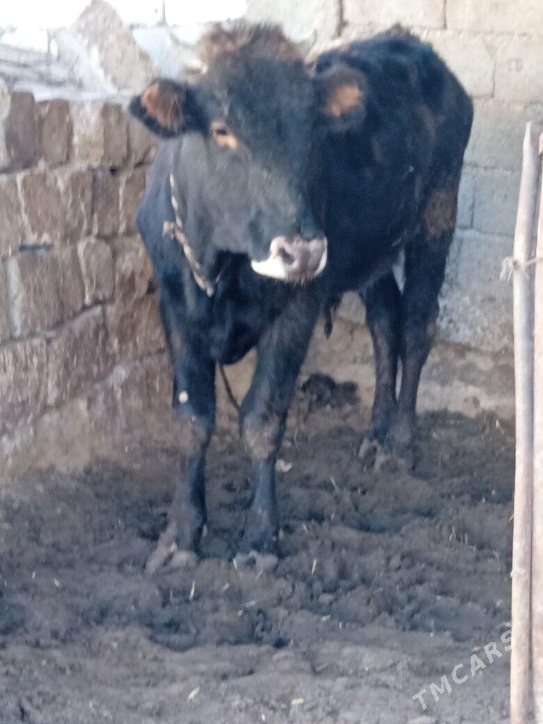 ôkûz - Чоганлы - img 4