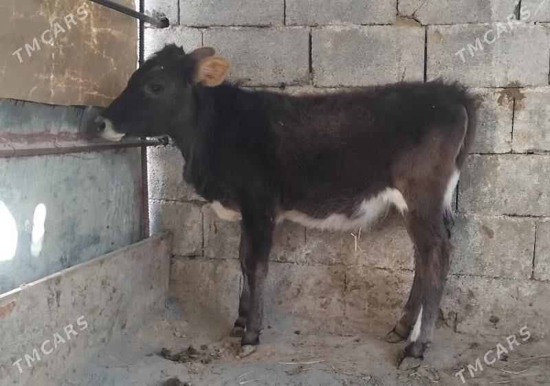 Gole tuwe gibrit - Gurtly - img 2